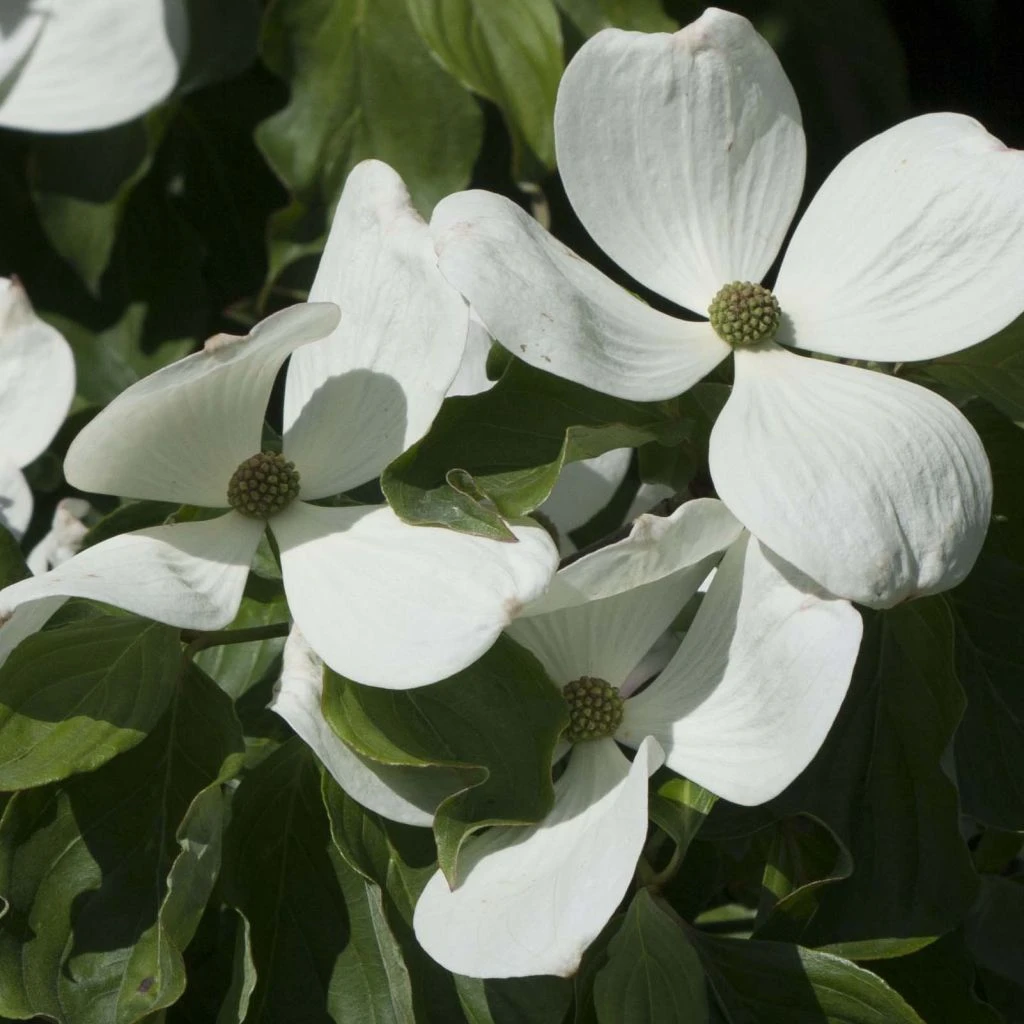 Cornus Kousa Venus - Cornouiller Du Japon Blanc 3 Cornus Kousa Venus - Cornouiller Du Japon Blanc