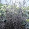 Corokia Cotoneaster 1 Corokia Cotoneaster -Le Jardin Secret Boutique corokia cotoneaster 7804 1