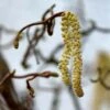 Noisetier Tortueux - Corylus Avellana Contorta -Le Jardin Secret Boutique corylus avellana contorta ld AthenasPix 7577 1