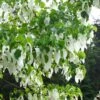 Arbre Aux Mouchoirs - Davidia Involucrata Var. Vilmoriniana -Le Jardin Secret Boutique davidia involucrata 7906 1