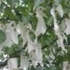 Arbre Aux Mouchoirs - Davidia Involucrata Sonoma 2 Arbre Aux Mouchoirs - Davidia Involucrata Sonoma -Le Jardin Secret Boutique davidia involucrata sonoma 84230 2