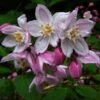Deutzia Purpurascens Kalmiiflora - Deutzie -Le Jardin Secret Boutique deutzia purpurascens kalmiiflora 781603 1 1