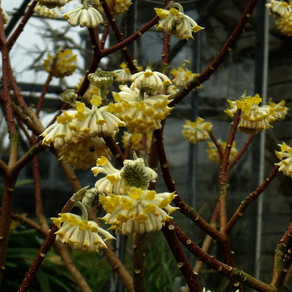 Edgeworthia Chrysantha Grandiflora - Buisson à Papier 3 Edgeworthia Chrysantha Grandiflora - Buisson à Papier