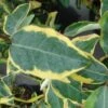 Elaeagnus Ebbingei Gilt Edge - Chalef -Le Jardin Secret Boutique elaeagnus ebb Gilt Edge 7908 1