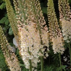 Eremurus Robustus - Lis Des Steppes
