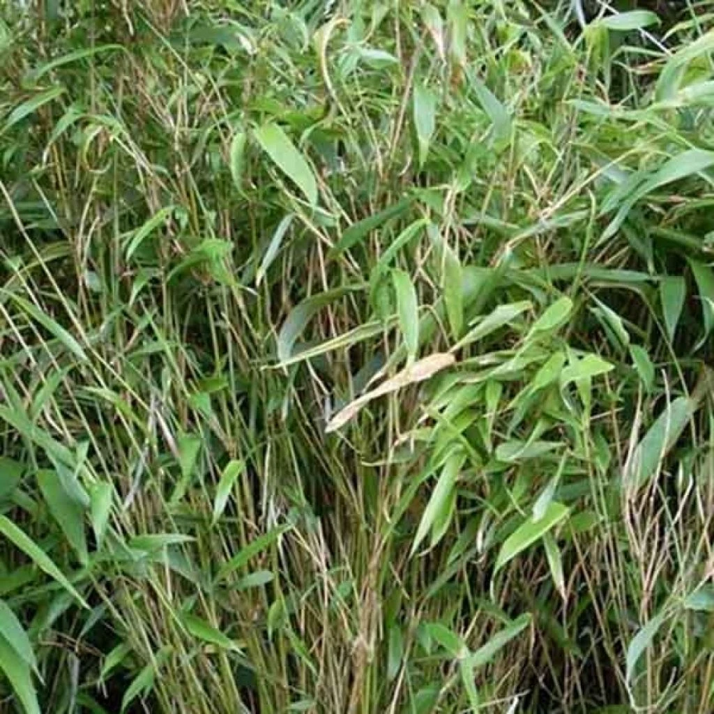 Bambou Non Traçant - Fargesia Murielae Bimbo 3 Bambou Non Traçant - Fargesia Murielae Bimbo
