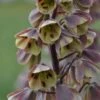 Fritillaire Persica Bicolor Magic Bells -Le Jardin Secret Boutique fritillaire bicolor 54975 1