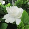 Gardenia Jasminoides Crown Jewel - Jasmin Du Cap 2 Gardenia Jasminoides Crown Jewel - Jasmin Du Cap -Le Jardin Secret Boutique gardenia crown jewel jasmin du cap 9685 1 1