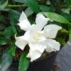 Gardenia Jasminoides Perfumed Petticoats -Le Jardin Secret Boutique gardenia jasminoides perfumed petticoats 83325 1
