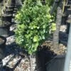 Ginkgo Biloba Chris Dwarf -Le Jardin Secret Boutique ginkgo biloba chris dwarf 100627 1