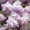 Glycine Du Japon - Wisteria Floribunda Violacea Plena (Black Dragon) 2 Glycine Du Japon - Wisteria Floribunda Violacea Plena (Black Dragon) -Le Jardin Secret Boutique glycine wisteria floribunda violacea plena ld cliff 771621 1