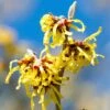 Hamamelis Intermedia Arnold Promise - Noisetier De Sorcière -Le Jardin Secret Boutique hamamelis intermedia arnold promise noisetier de sorciere 781609 1