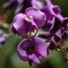 Hardenbergia Violacea -Le Jardin Secret Boutique hardenbergia violacea 67815 1