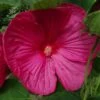 Hibiscus Moscheutos Rose - Hibiscus Des Marais -Le Jardin Secret Boutique hibiscus moscheutos rose hibiscus des marais 83346 1 1 1
