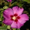 HIbiscus Russian Violet (II) - Althea Rose Violacé 1 HIbiscus Russian Violet (II) - Althea Rose Violacé -Le Jardin Secret Boutique hibiscus russian violet 85805 1