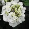 Hortensia - Hydrangea Macrophylla Libelle (Teller White) -Le Jardin Secret Boutique hortensia Libelle 67998 3