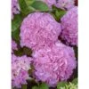 Hortensia - Hydrangea Macrophylla Big Data Pink -Le Jardin Secret Boutique hortensia big data pink 23226