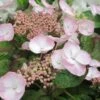 Hortensia - Hydrangea Macrophylla Dolce Gipsy -Le Jardin Secret Boutique hortensia dolce gipsy 67874 1