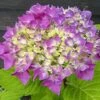 Hortensia - Hydrangea Macrophylla Flair & Flavours' Sweet Cupcake 1 Hortensia - Hydrangea Macrophylla Flair & Flavours' Sweet Cupcake -Le Jardin Secret Boutique hortensia flair flavours sweet cupcake23238