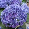Hortensia - Hydrangea Macrophylla Hovaria Hopcorn -Le Jardin Secret Boutique hortensia hovaria hopcorn 67820 1