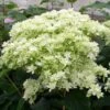 Hortensia Arborescens Hayes Starbust -Le Jardin Secret Boutique hydrangea arborescens hayes starbust 671348 1