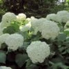 Hortensia Arborescens Strong Annabelle ( Incrediball ) 1 Hortensia Arborescens Strong Annabelle ( Incrediball ) -Le Jardin Secret Boutique hydrangea arborescens incrediball 7861 1 1