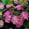 Hortensia - Hydrangea Serrata Cotton Candy -Le Jardin Secret Boutique hydrangea cotton candy 80438 1