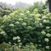Hortensia Arborescens Lime Rickey