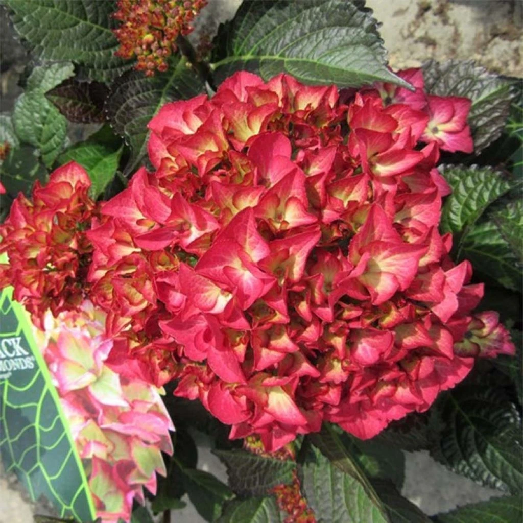 Hortensia - Hydrangea Macrophylla Dark Angel (Black Diamonds) 3 Hortensia - Hydrangea Macrophylla Dark Angel (Black Diamonds)