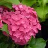 Hortensia - Hydrangea Macrophylla Dolce Fragola -Le Jardin Secret Boutique hydrangea macrophylla dolce fragola 86036 1