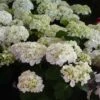 Hortensia - Hydrangea Macrophylla Mme Emile Mouillère -Le Jardin Secret Boutique hydrangea macrophylla mme emile mouillere 67798 1