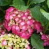 Hortensia - Hydrangea Macrophylla Baron Rouge -Le Jardin Secret Boutique hydrangea macrophylla red baron 6712421 1