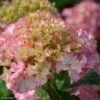 Hortensia - Hydrangea Macrophylla So Long Sunny -Le Jardin Secret Boutique hydrangea macrophylla so long sunny 85613 1
