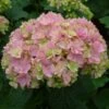 Hortensia - Hydrangea Macrophylla You And Me Together 1 Hortensia - Hydrangea Macrophylla You And Me Together -Le Jardin Secret Boutique hydrangea macrophylla you and me together 67859 1