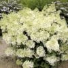 Hydrangea Paniculata Bobo - Hortensia Paniculé Nain -Le Jardin Secret Boutique hydrangea paniculata bobo 80690 1