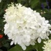 Hydrangea Paniculata Phantom - Hortensia Paniculé 1 Hydrangea Paniculata Phantom - Hortensia Paniculé -Le Jardin Secret Boutique hydrangea paniculata phantom 748512 1