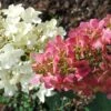 Hydrangea Paniculata Pinky Winky - Hortensia Paniculé -Le Jardin Secret Boutique hydrangea paniculata pinky winky 81555 2