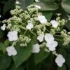 Hortensia Grimpant - Hydrangea Semiola -Le Jardin Secret Boutique hydrangea semiola 67844 1
