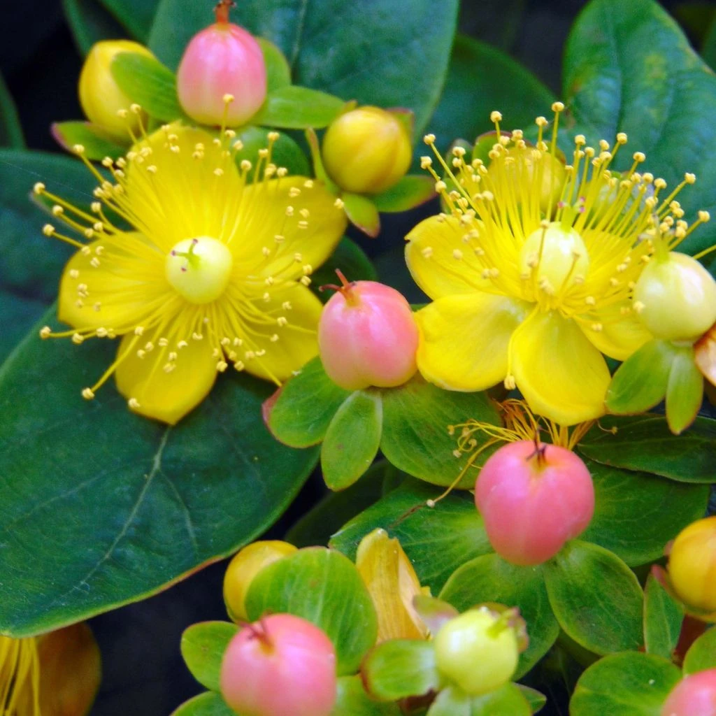 Hypericum Inodorum Magical Beauty - Millepertuis 3 Hypericum Inodorum Magical Beauty - Millepertuis