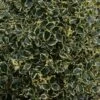 Houx Panaché - Ilex Aquifolium Argenteomarginata -Le Jardin Secret Boutique ilex aquifolium argenteomarginata 781647 1