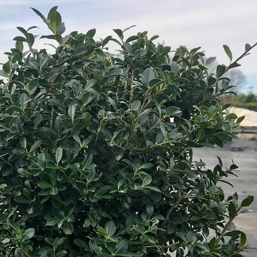 Houx Crénelé - Ilex Crenata Green Lustre 3 Houx Crénelé - Ilex Crenata Green Lustre