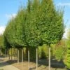 Carpinus Betulus Frans Fontaine - Charme Commun -Le Jardin Secret Boutique image 2034