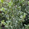 Houx - Ilex Meserveae Heckenfee -Le Jardin Secret Boutique image 4101 1