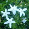 Jasmin Des Açores - Jasminum Azoricum -Le Jardin Secret Boutique jasminum azoricum 83639 5