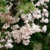 Jasmin - Jasminum Polyanthum -Le Jardin Secret Boutique jasminum polyanthum 80029 1