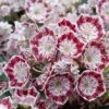 Kalmia Latifolia Minuet - Laurier Des Montagnes 2 Kalmia Latifolia Minuet - Laurier Des Montagnes -Le Jardin Secret Boutique kalmia latifolia minuet 781842 1
