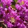 Lagerstroemia Indica Terre Chinoise - Lilas Des Indes 1 Lagerstroemia Indica Terre Chinoise - Lilas Des Indes -Le Jardin Secret Boutique lagers terre chinoise b90