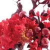 Lagerstroemia Indica Black Solitaire (Black Diamond) Crimson Red - Lilas Des Indes -Le Jardin Secret Boutique lagerstroemia indica black solitaire crimson red 86042 1