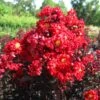 Lagerstroemia Indica Black Solitaire (Black Diamond) Red Hot - Lilas Des Indes -Le Jardin Secret Boutique lagerstroemia indica black solitaire red hot 86045 1 1