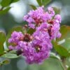 Lagerstroemia Indica Petite Canaille Mauve - Lilas Des Indes Mauve -Le Jardin Secret Boutique lagerstroemia indica mauve 781975 1